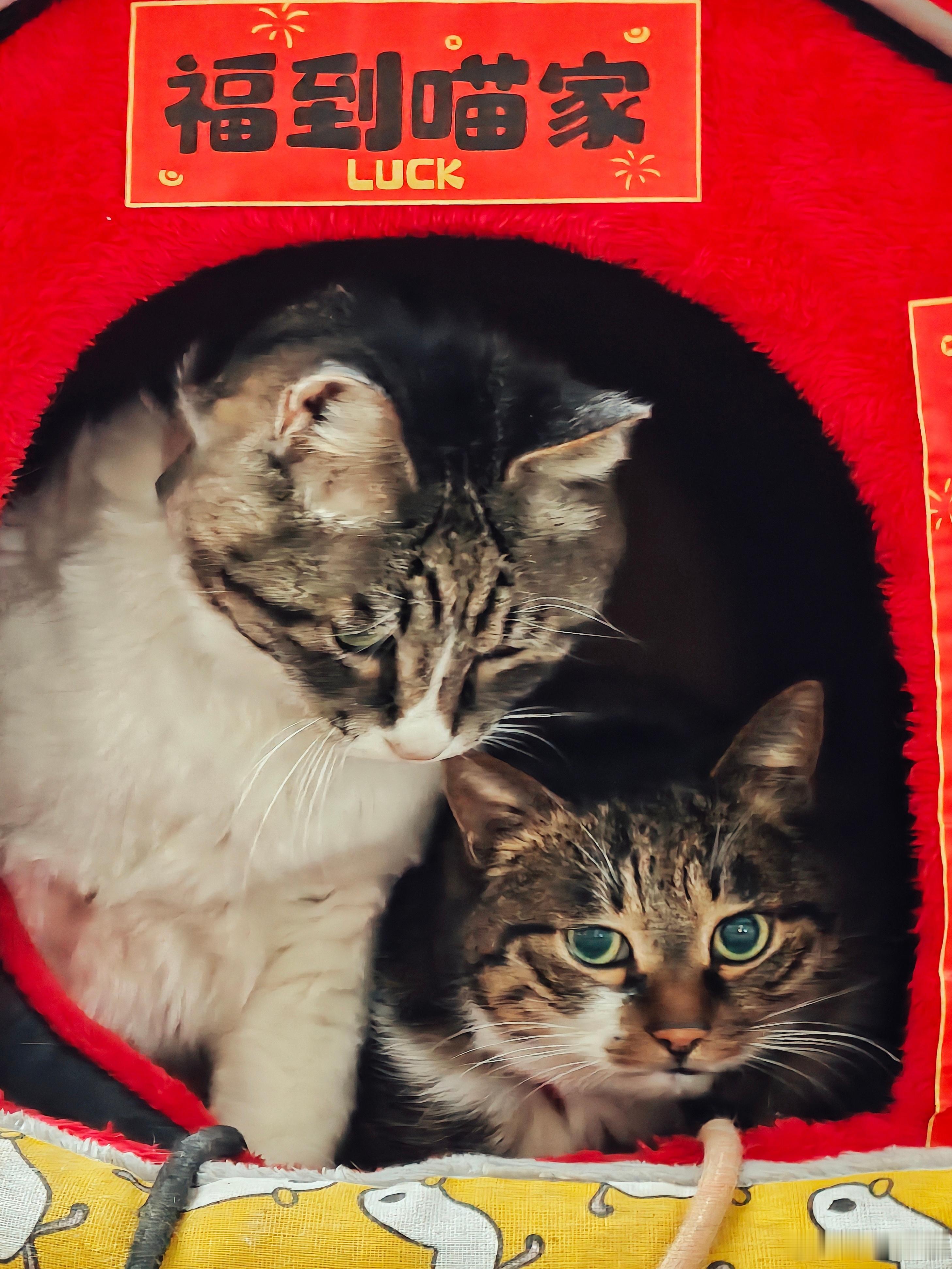 喵家福窝这么小居然有3只