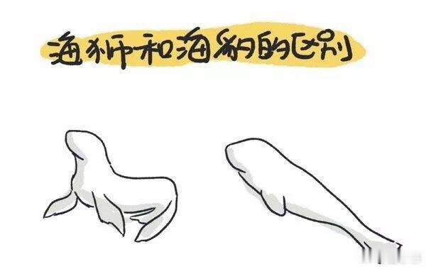 海狮和海豹的区别这谁画的图赞👍​​​
