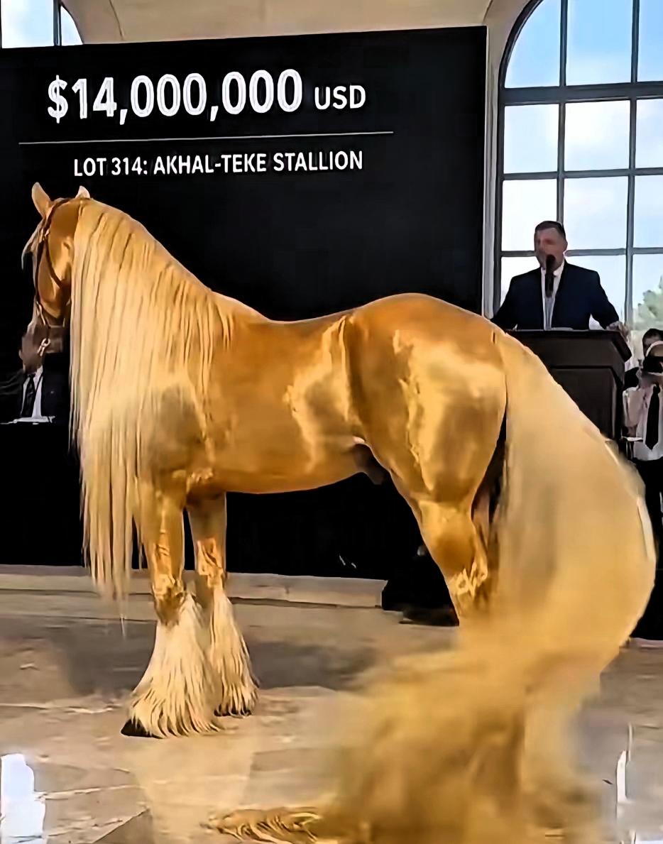 2019年，俄罗斯国际马匹拍卖会上，人们终于见到了源自土库曼斯坦、超过4000年