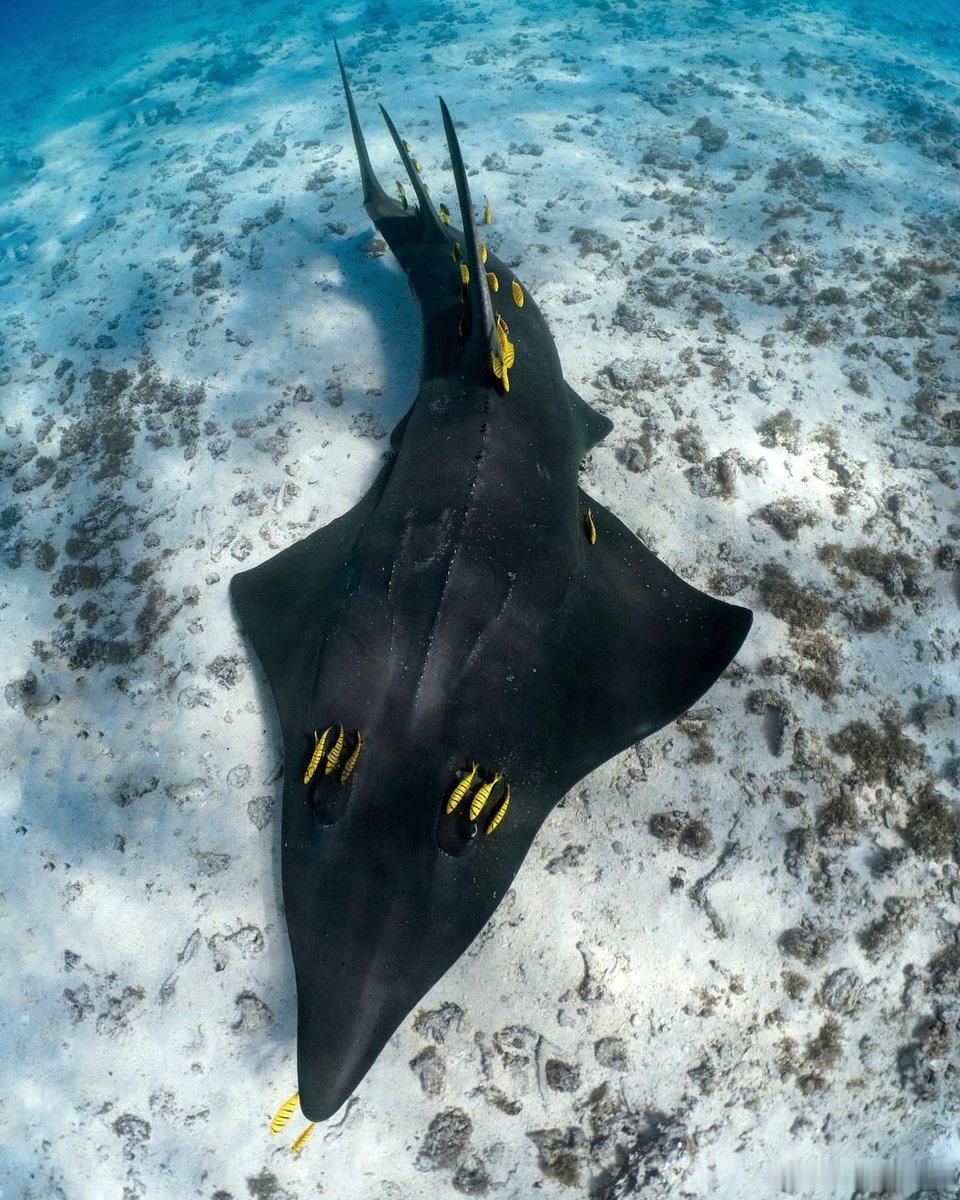 🐟楔形鱼，江湖人称“犀牛鳐”，是一条刚从海底沙地上浮起来的古老生物。身体是鳐