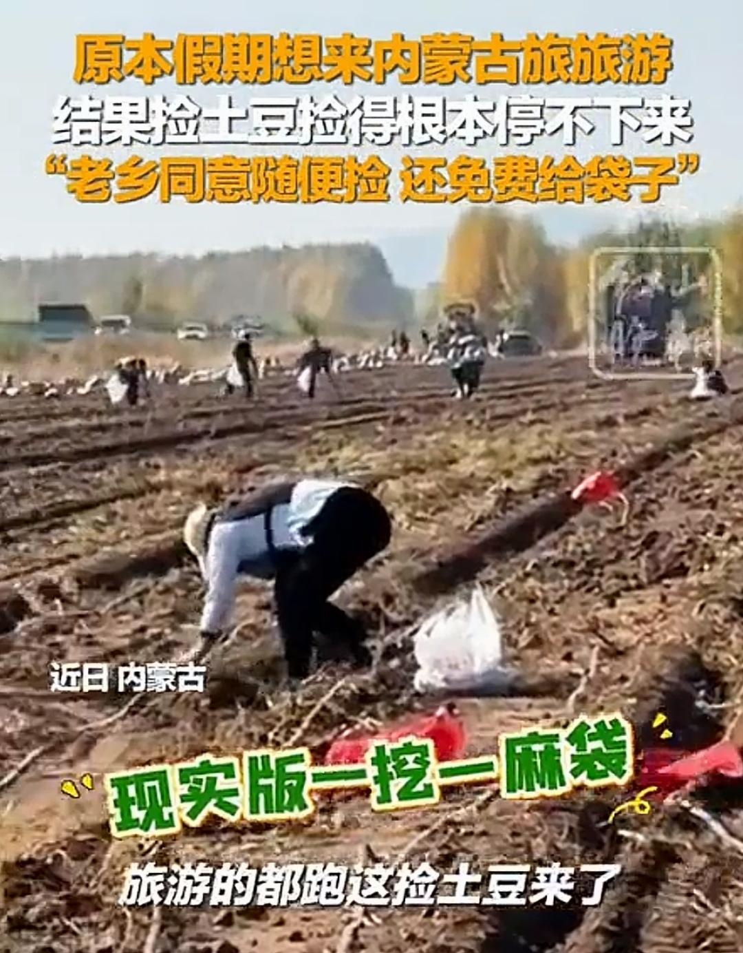 内蒙古土豆地成“旅游景点”：老乡免费送土豆，原因太实在！来内蒙古旅游，不看草原