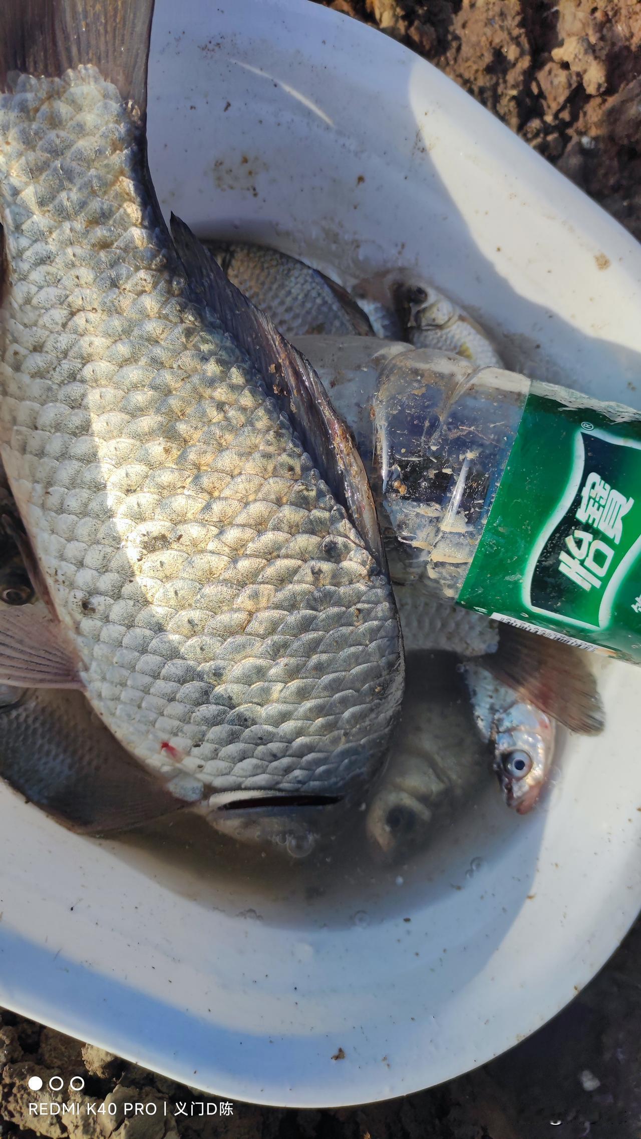 夏天可以钓过路鱼，冬天钓鲫鱼你还想碰过路鱼，保准你十钓九空！又到了人找鱼的季