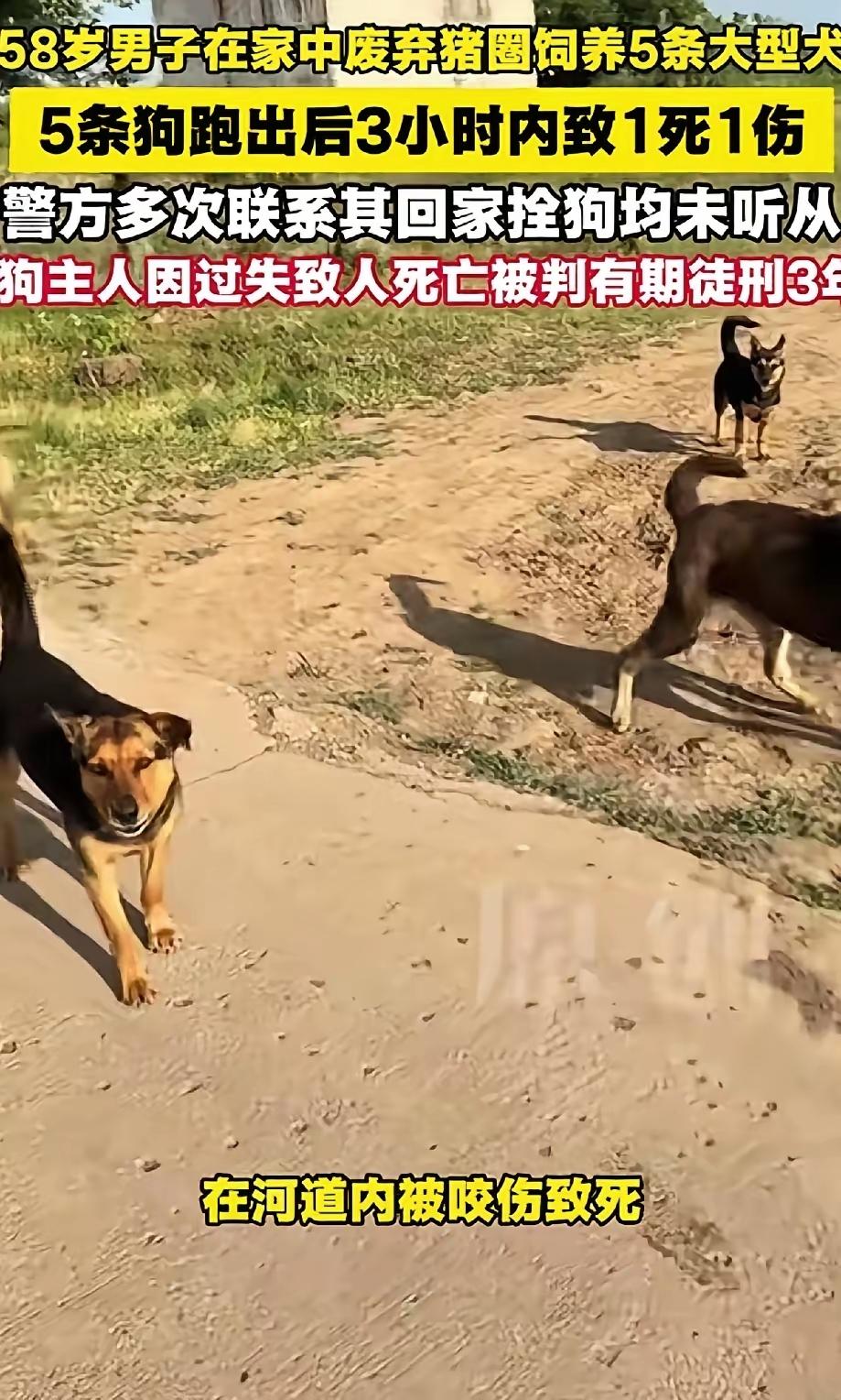 黑龙江尚志，58岁马某的5只大狗出逃咬伤路人，警方勒令他回家锁狗却置之不理，两小