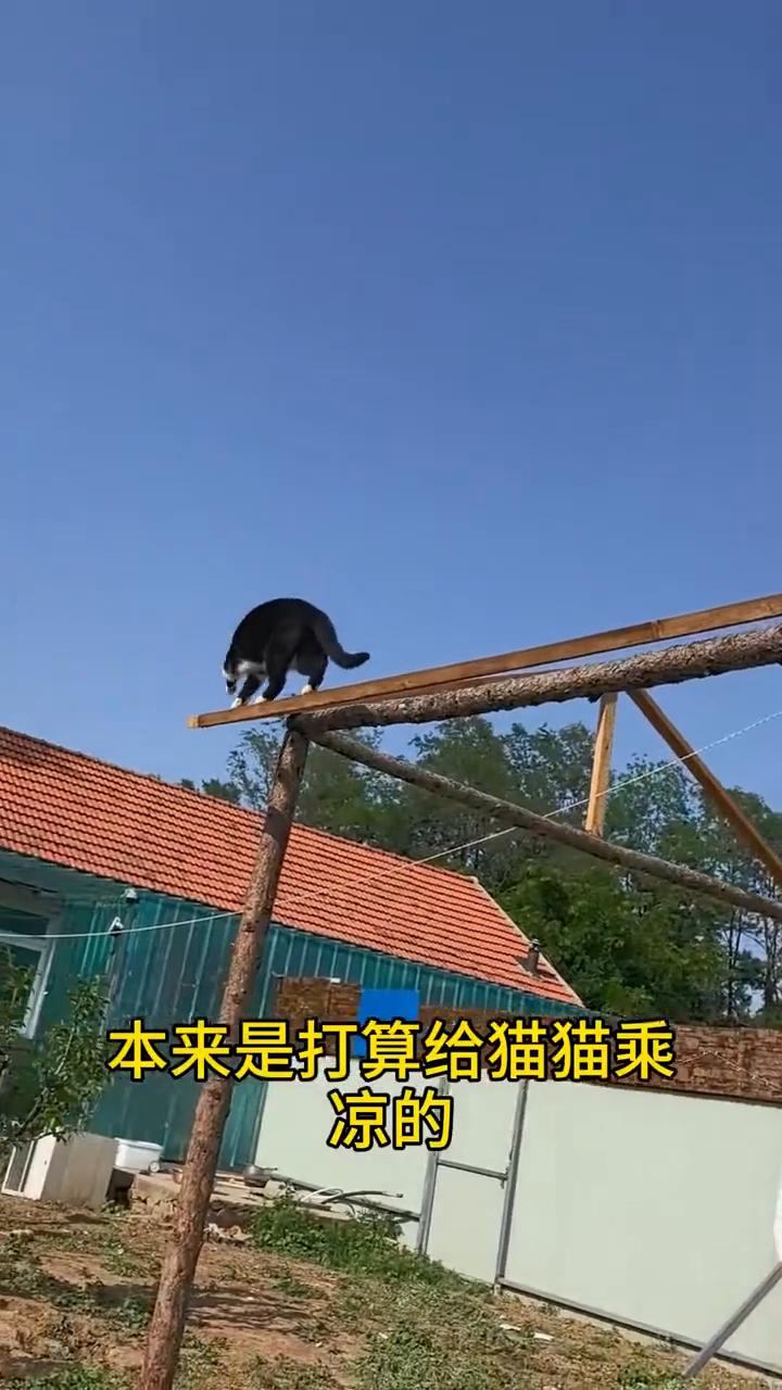 今天猫咪小院又来了一条不速之客，走近一看又是一条大蛇，已经被猫咪打得不动弹了。由