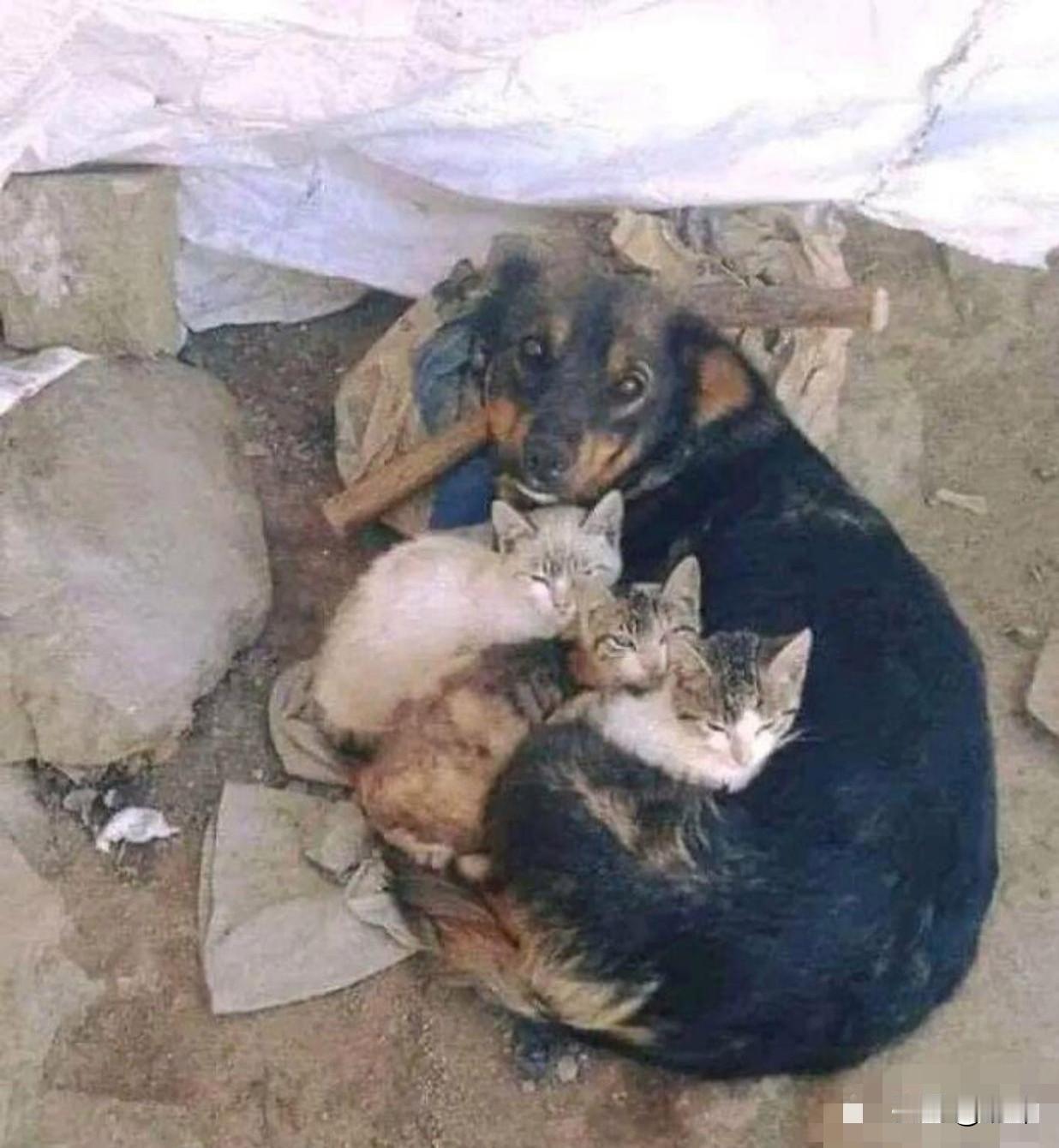 一只流浪狗在外流浪了很久，有天它遇到了一只流浪猫妈妈，流浪猫妈妈带着三只小奶猫，