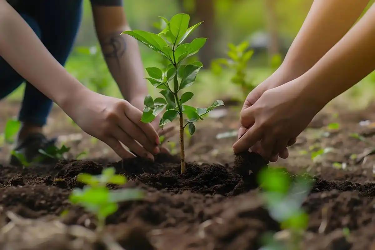 有心栽花花不开，无心插柳柳成荫。