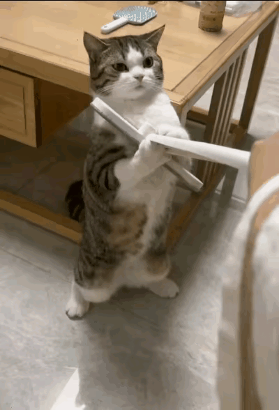 我家这只狸花猫，简直是小区里的“霸王猫”，谁见了都得绕着走。它从小就战斗力