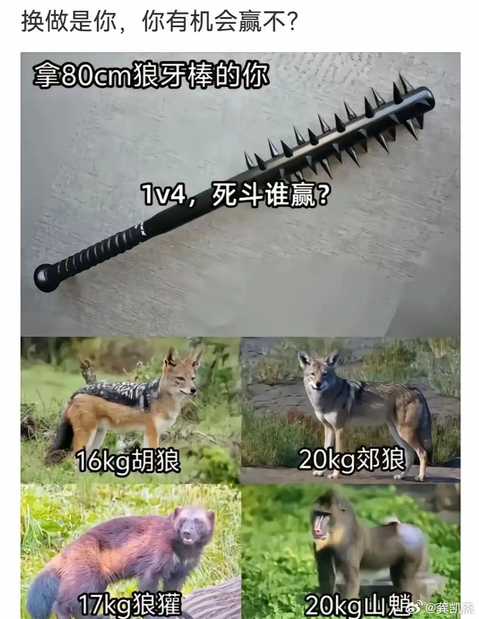 假如人类拿着个80cm的狼牙棒和下面四个动物1v4死斗，能赢吗？