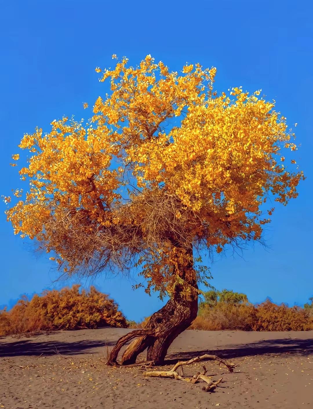 人生最大的心酸，是在不懂珍惜的年纪，弄丢了最真心的人；在学会珍惜以后，却再也回不