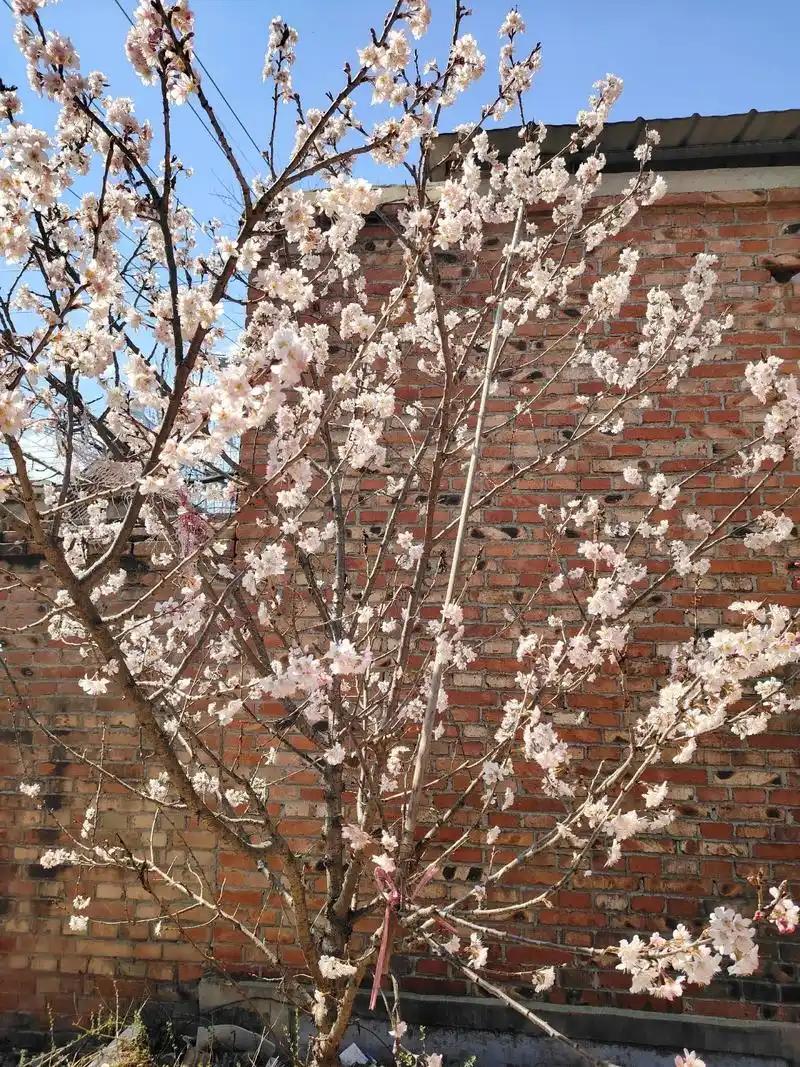 樱桃树花后施肥是一年里最关键的一次，直接决定坐果、膨果、甜度和来年花芽，我给你