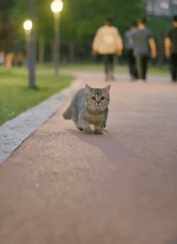 什么品种的猫，脚怎么那么短？