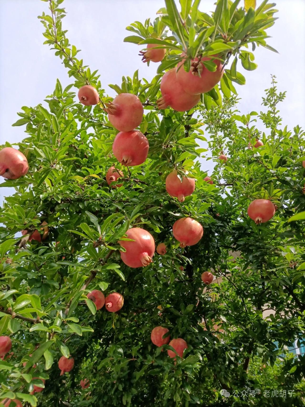 满树石榴红似火，这才是秋天最诱人的“红火”浪漫！谁能拒绝一棵挂满红石榴的树