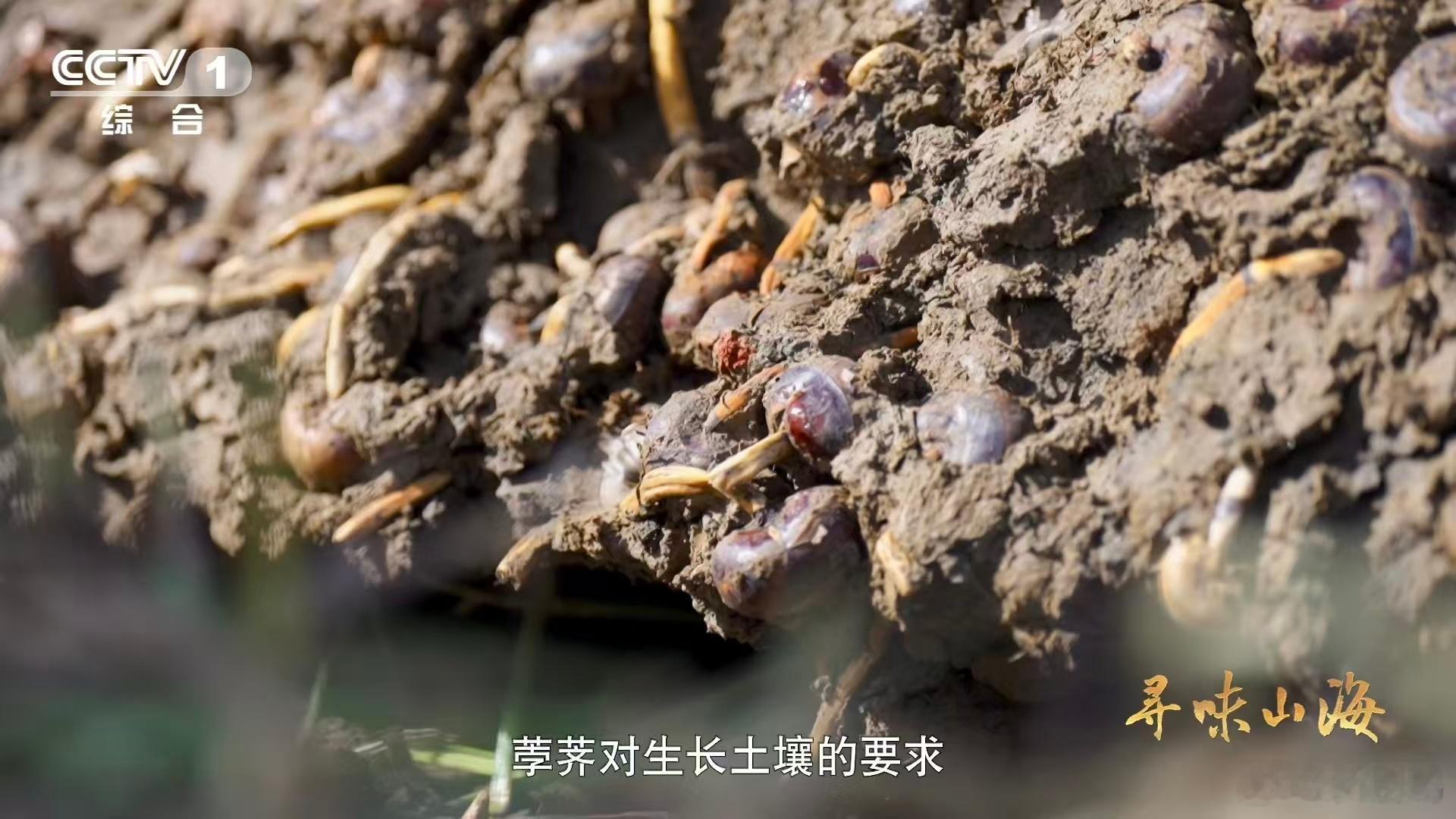 名字带马的水果你吃过吗安义县的马蹄太绝了！表皮薄亮易剥，内里果肉干净细白，光看