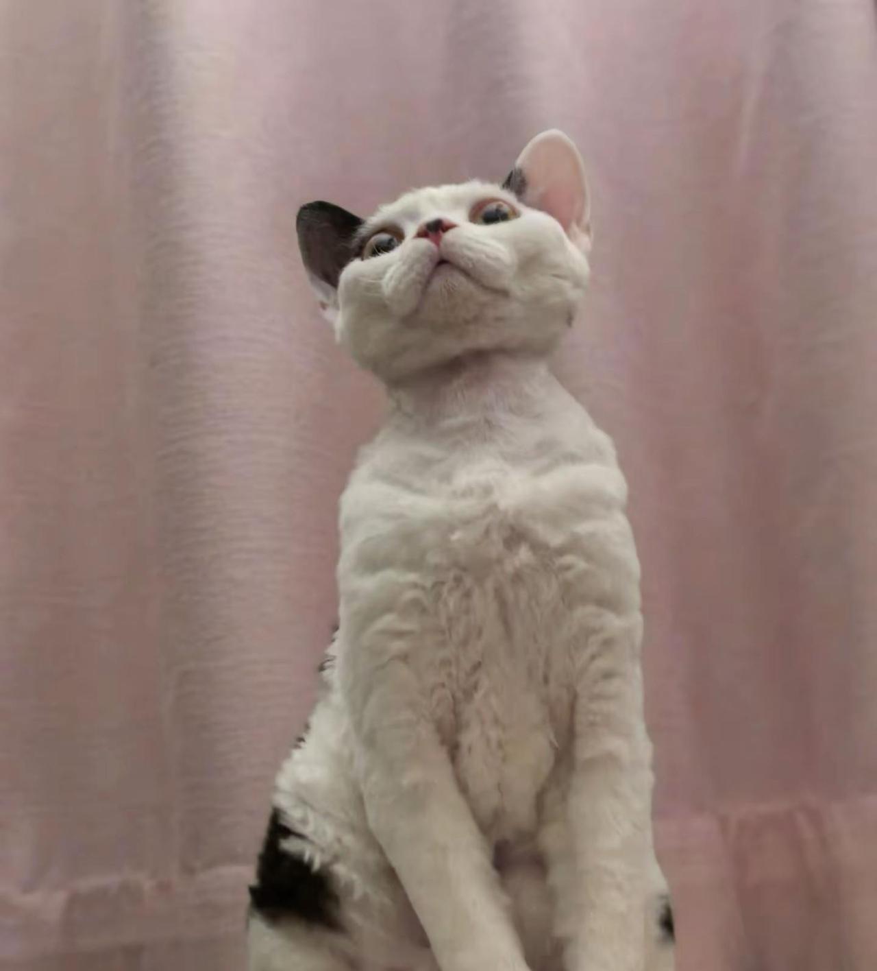 媲美人类死亡角度照片😂