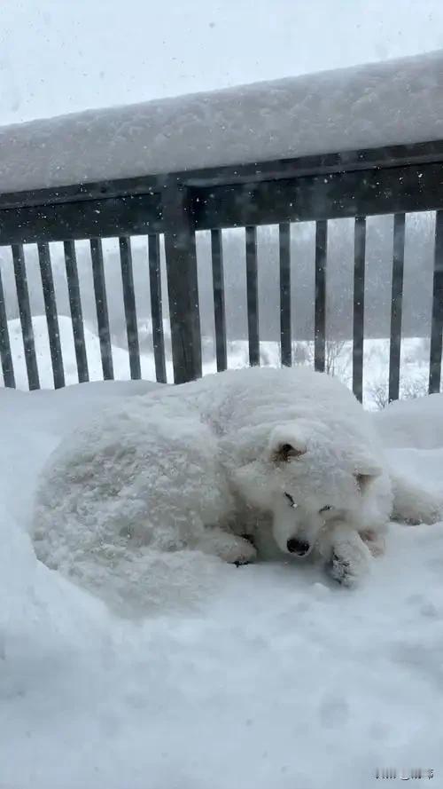 泪白的雪花落在了这片大地上，到处银装素裹，分外妖娆！一位小姐姐来到一个公园欣赏美