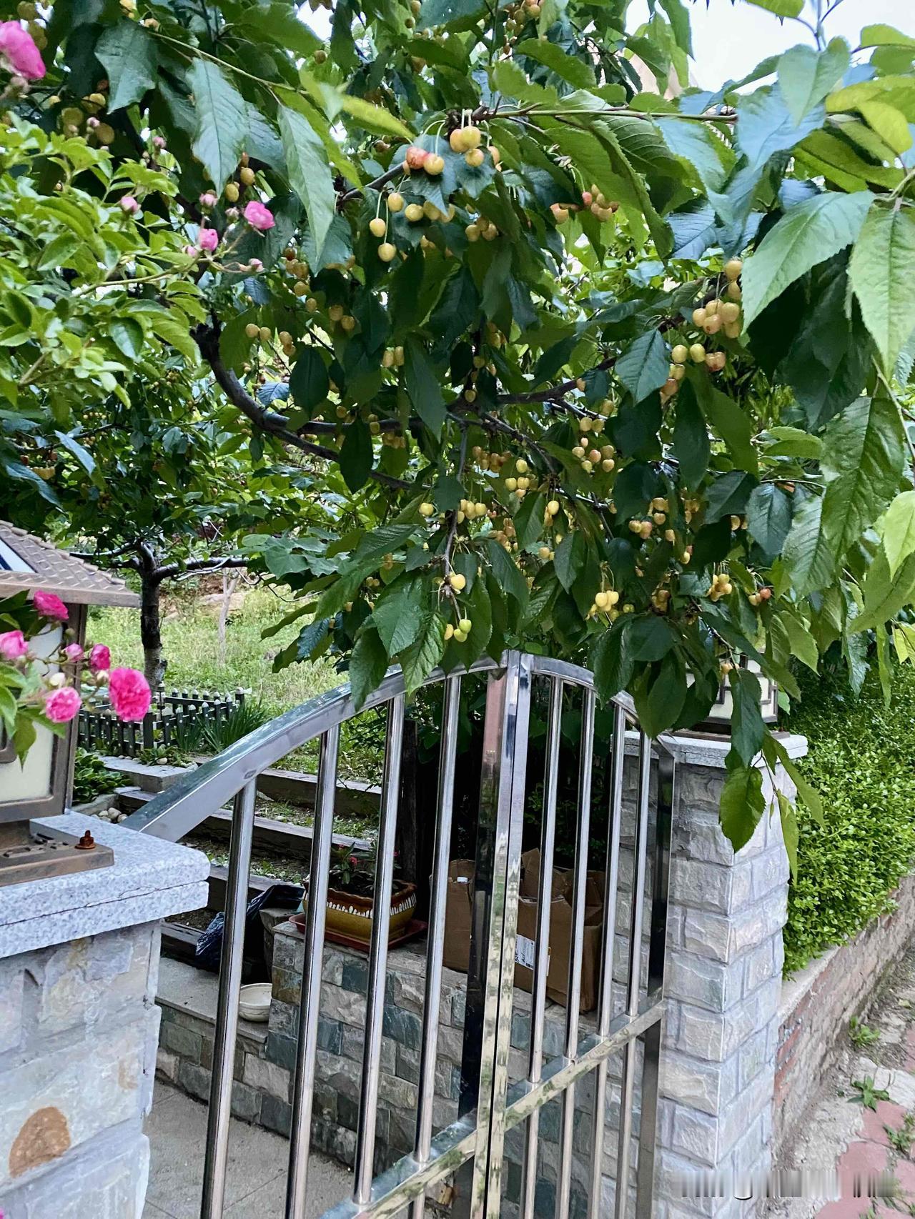 自种水晶樱桃丰收在望多年生水晶樱桃树已挂满果实晶莹剔透黄黄的樱桃让人垂涎欲