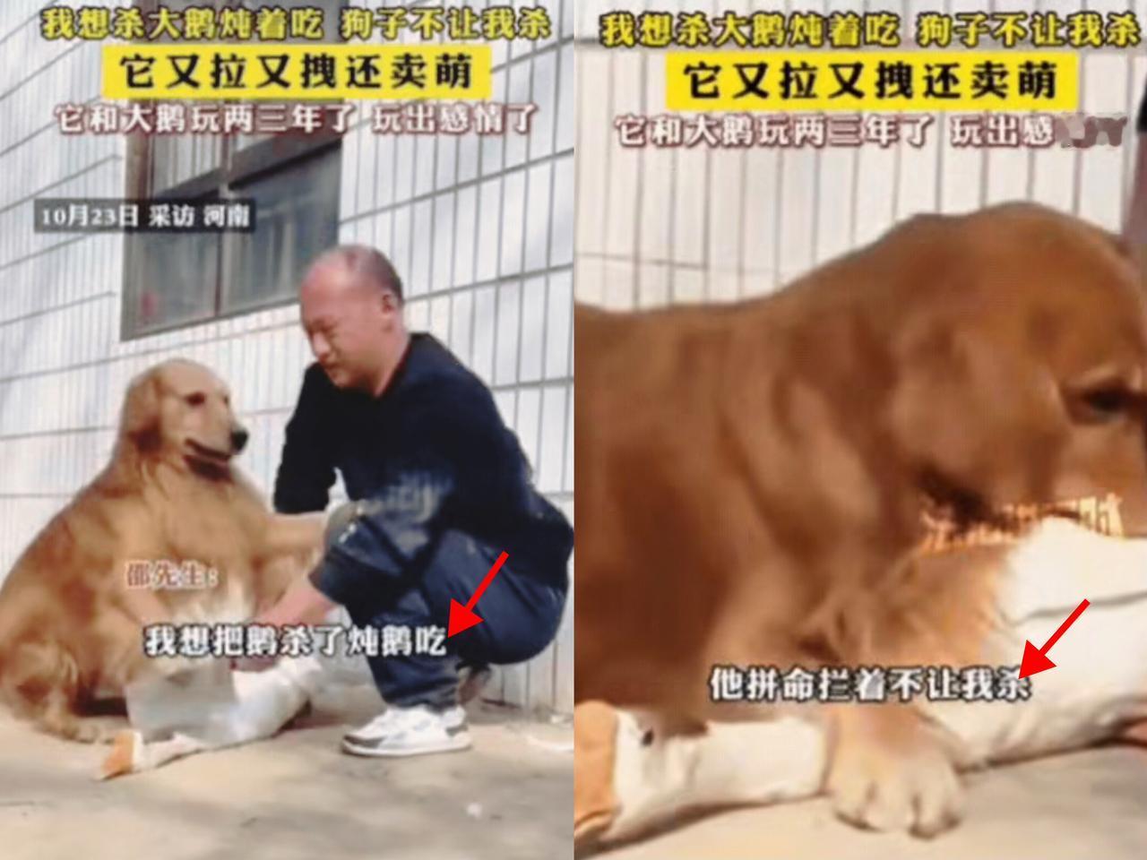 河南大哥按住大鹅要杀，刀刚拿出来，狗子直接急得“炸毛”！绕着主人蹭手背、夹