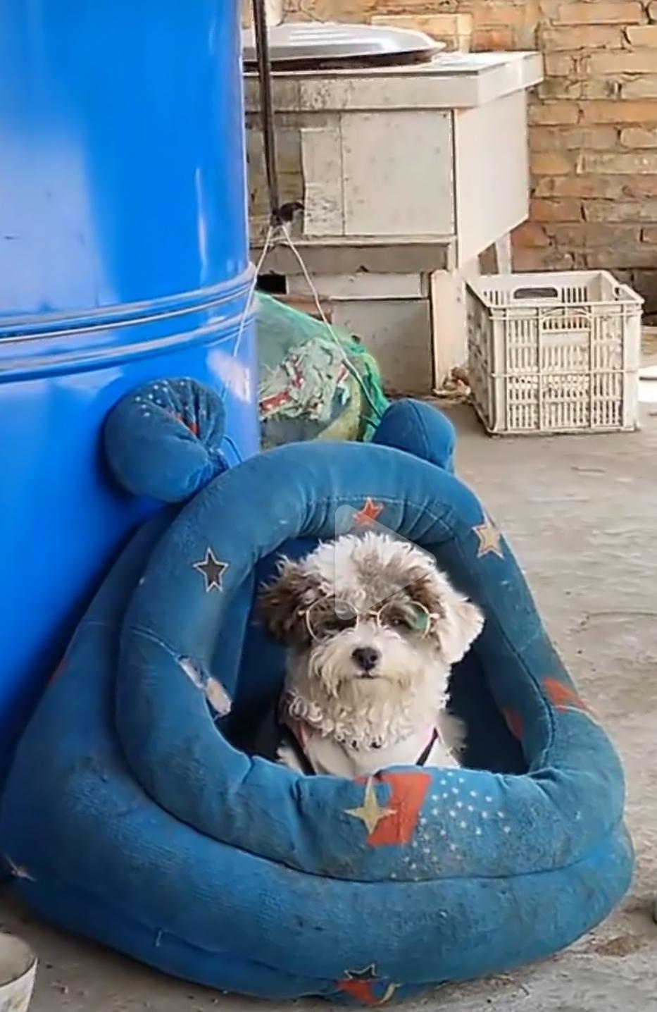 “我家狗最近越来越挑食了，狗粮放碗里它闻半天才吃两口，零食递到嘴边都接不住。”