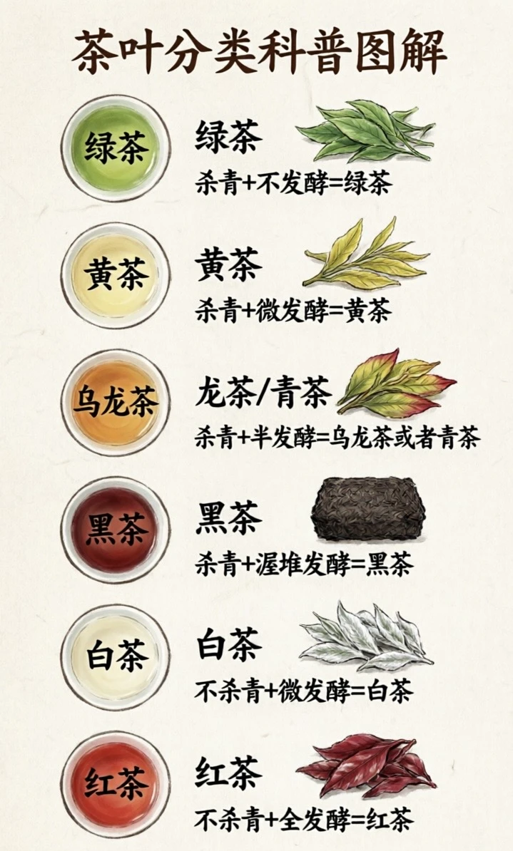 一分钟搞懂六大茶类🔥按工艺分超简单