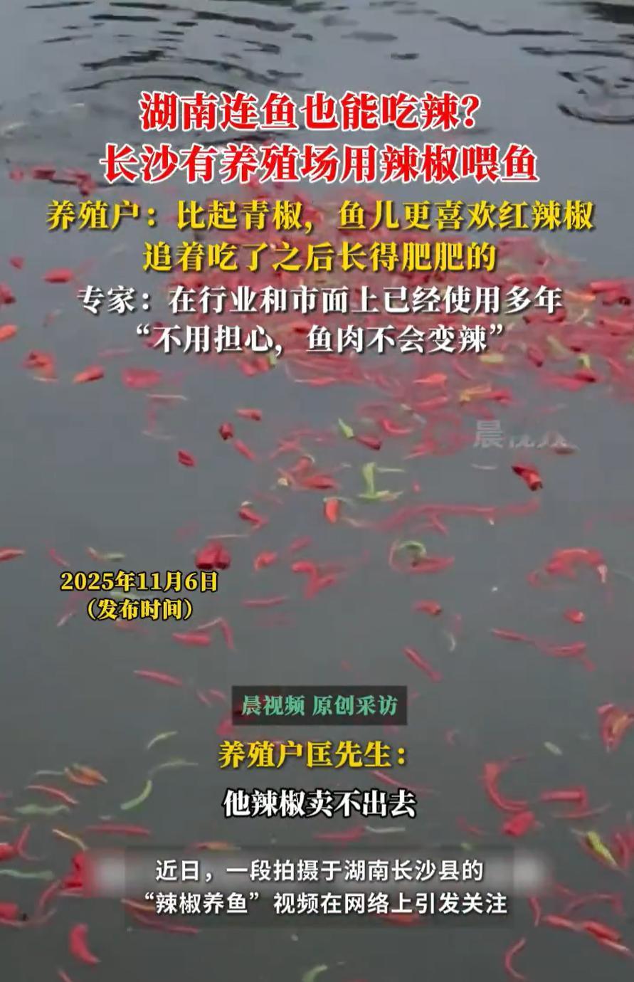 这个鱼场火了！湖南长沙，一男子包了一片水面，养了两千多尾鱼，别人家喂鱼都是撒饲料