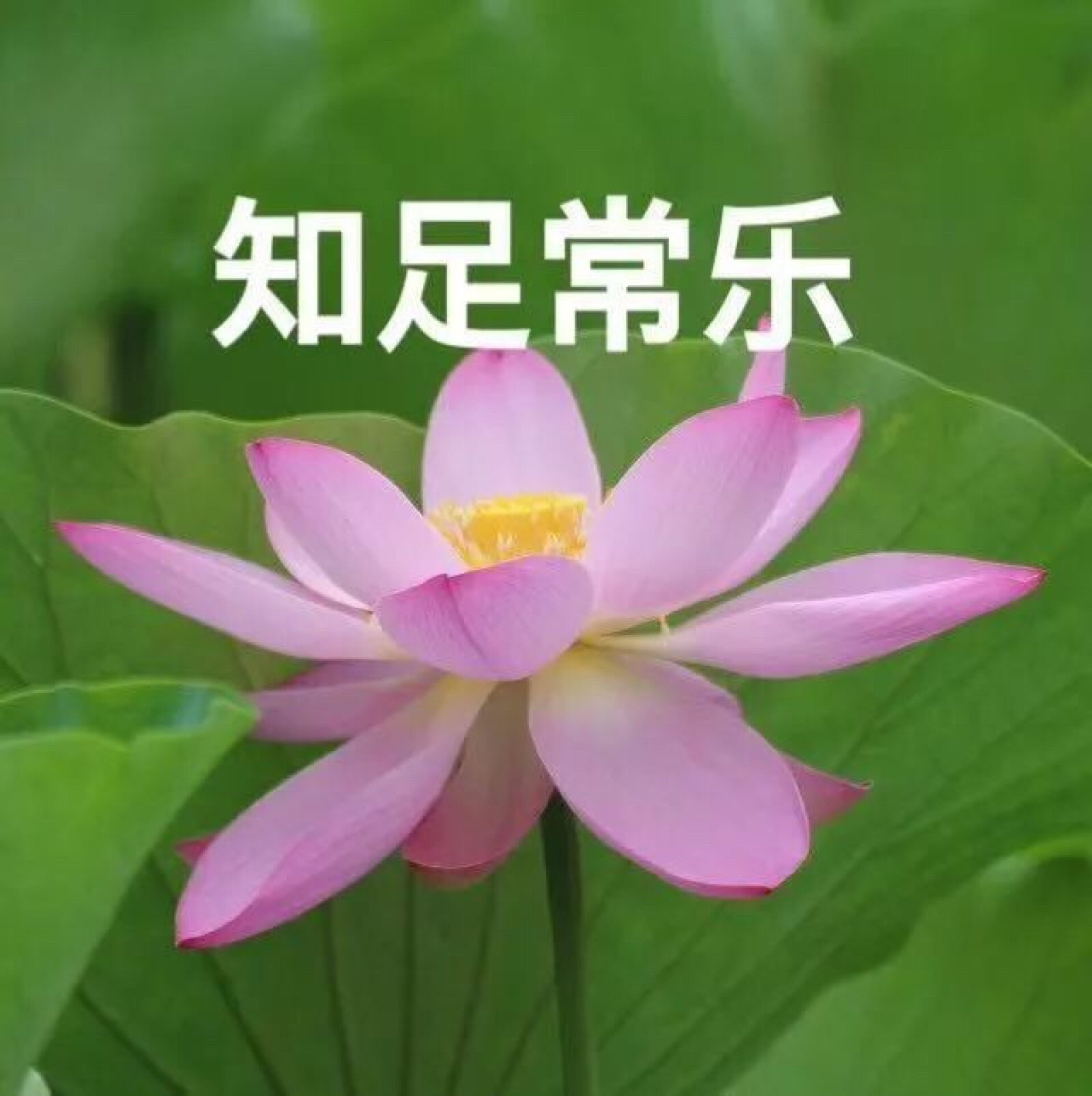 原来头像真的很影响聊天欲建议大家试试这些头像你的工作消息应该都会少很多不用谢我