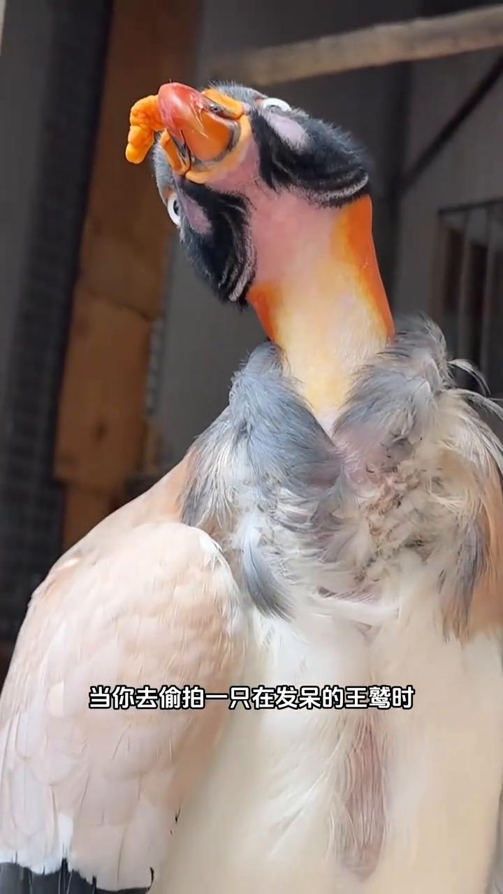 当你去偷拍一只在发呆的王鹫时，它就会立马扭过头来看看你想干什么。但如果你要还不离