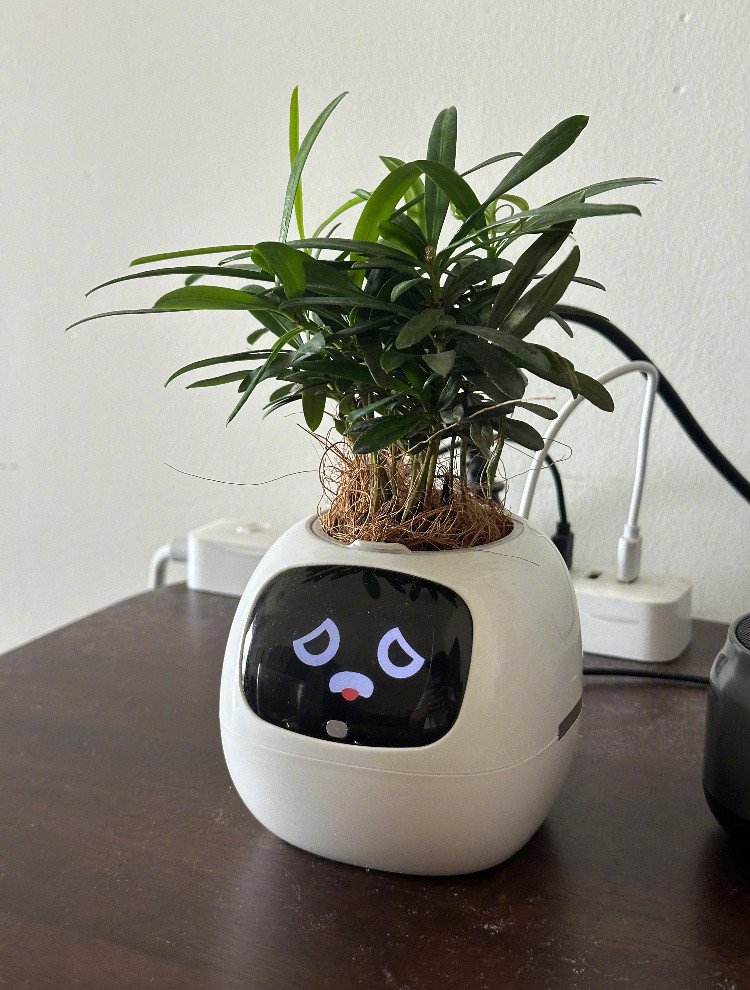 我的低智能花盆，又菜又没谱电子绿植智能花盆桌搭好物刷公众号手抖入的低智能花盆，