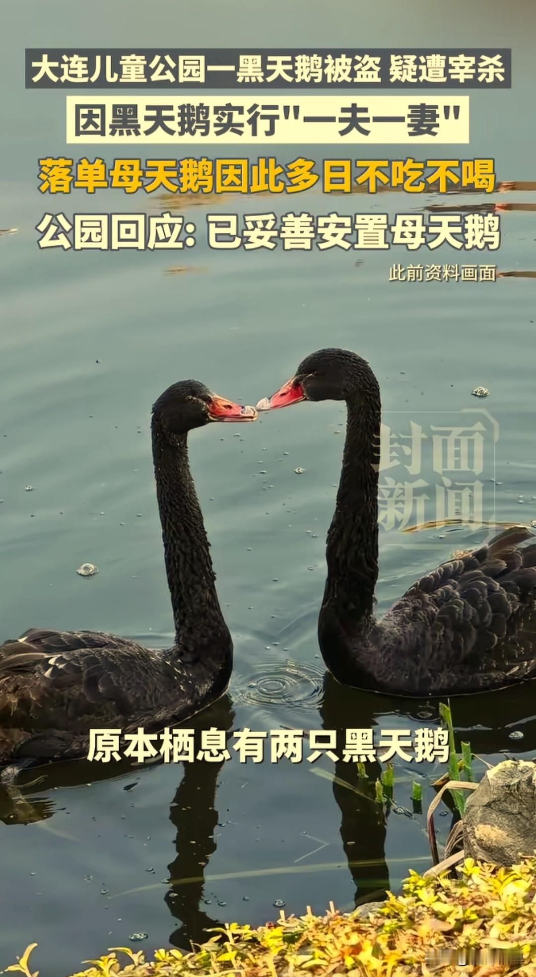 辽宁大连儿童公园内一只深受市民喜爱的黑天鹅，在元旦前夜被一名男子偷走，已被宰杀食
