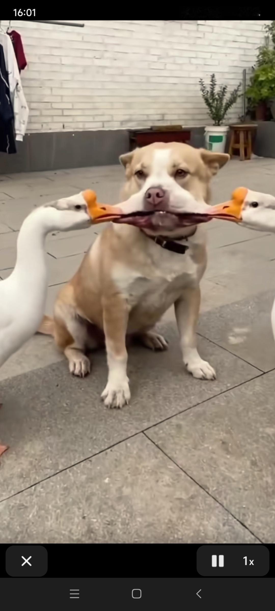 笑死我了！这是真的啊还是AI制作啊！如果是真的，这狗子被两个家鹅凌辱，估计死的心