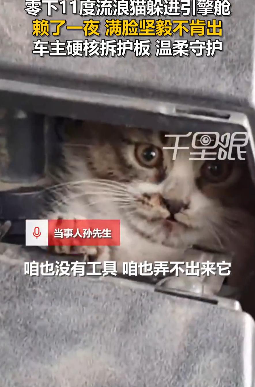 “遇到好心人了！”吉林，一男子开车时听到车上有猫叫，打开引擎盖后发现一只小猫在车