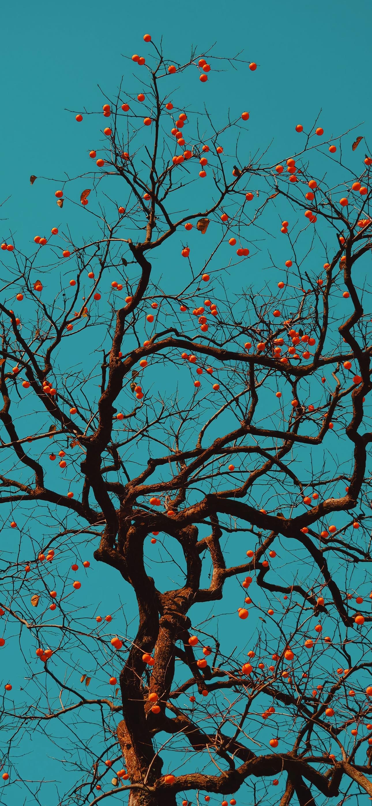 发个手机壁纸就睡觉～🖼️