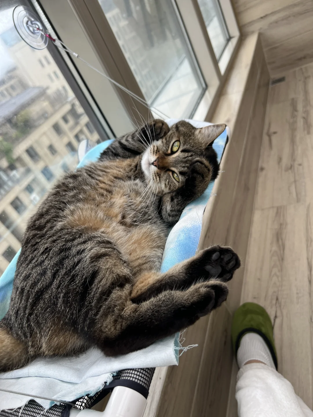 就是这么会卖萌