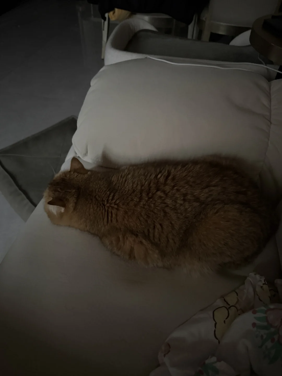 沙发停了一辆咪