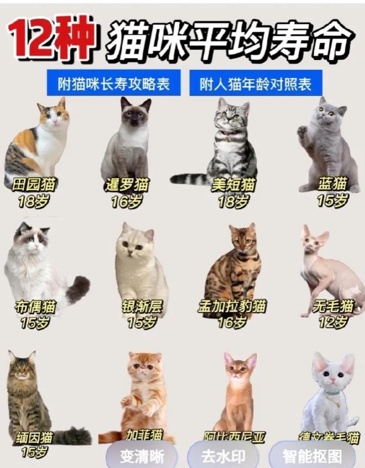 2025.2.20我家养了5年的老猫又丢了从小开始养的男猫，平时我们吃什么