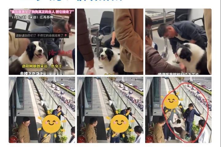 苏州，女子路过一家正在装修的店铺，发现门口拴着一只边牧，它正用可怜巴巴的眼神望着