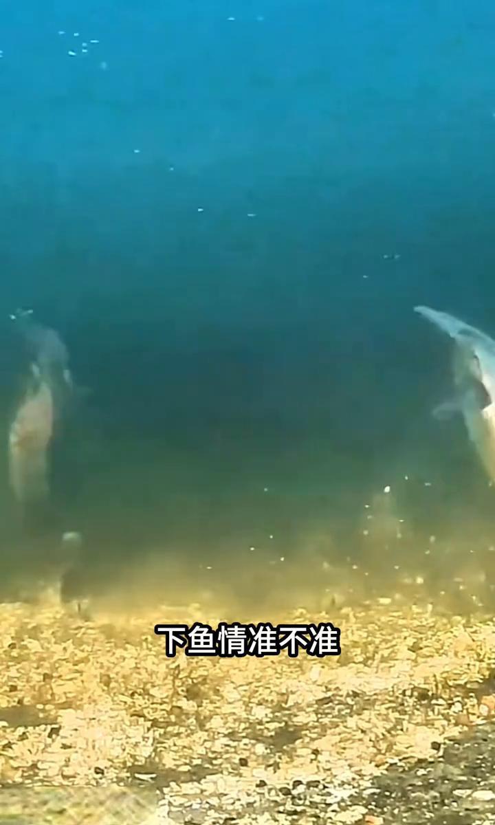 天不亮就蹲水边，不是为了图清静，是鱼比人还守时。太阳一冒头，鱼就闭嘴，中午别瞎