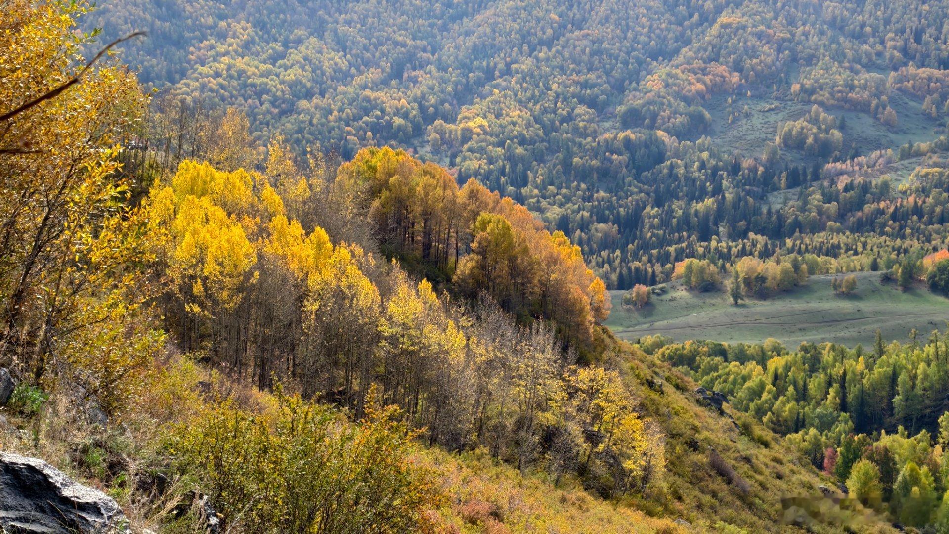 从喀纳斯去禾木村，山路，坡陡，弯多，风景不错，可惜停车点不多。我在开车，很多美景