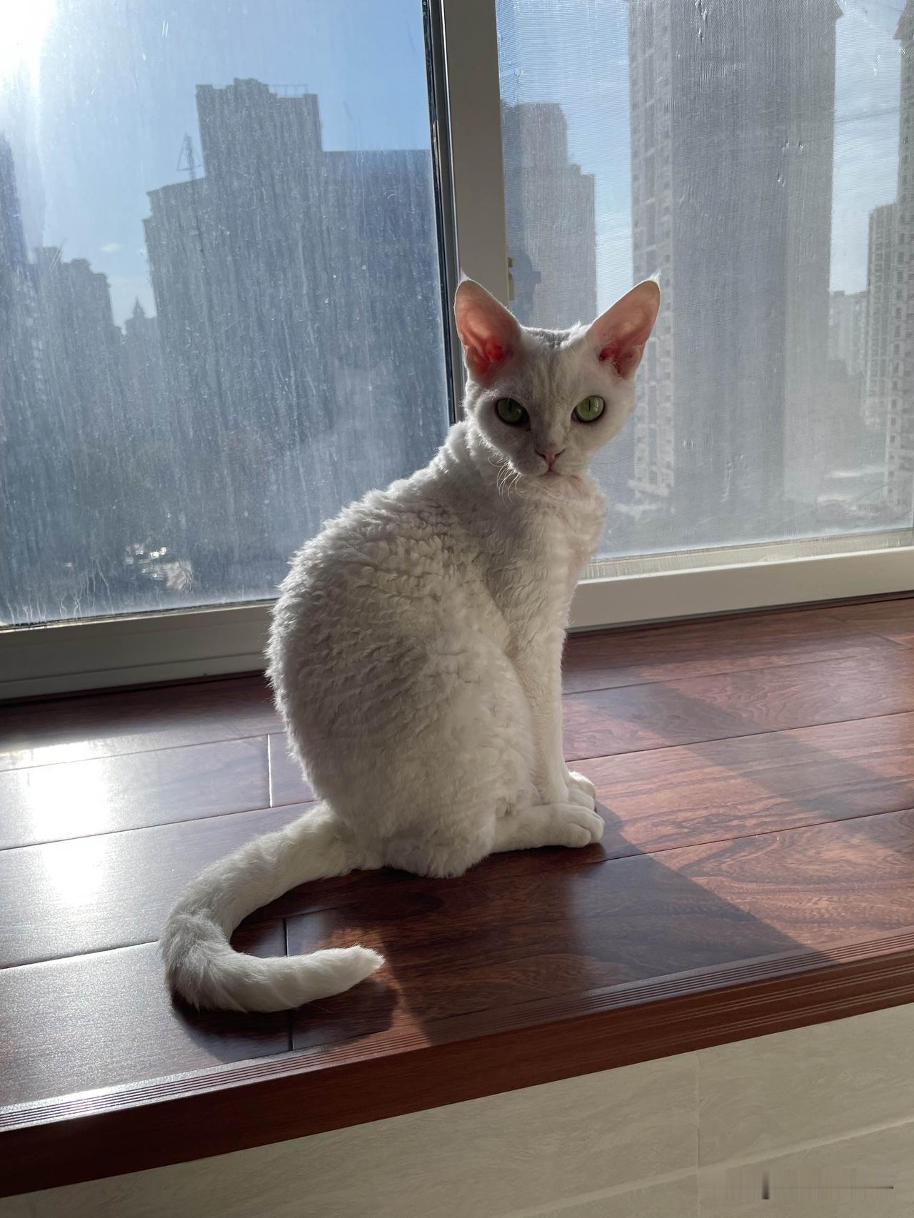 今天分享小猫咪的标准姿势，早上的太阳刚升起，小猫咪在晒太阳。