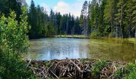 捷克一自然保护区的水坝工程拖了七年都没建成，结果一群河狸两天就搞定了！这效率，