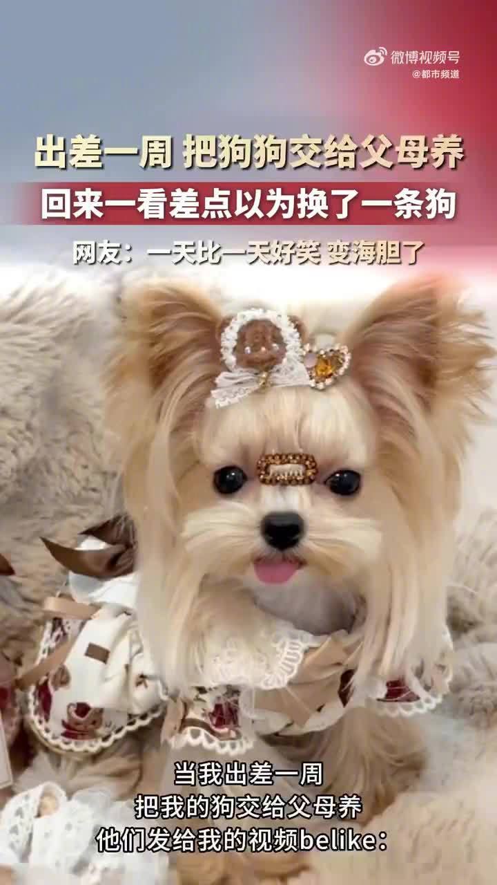 评论有问，假如出差一周，把狗交给爸妈，会变成什么样？河南这位网友给出了答案。出门