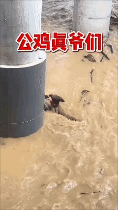 生死之际公鸡🐓真爷们！👍