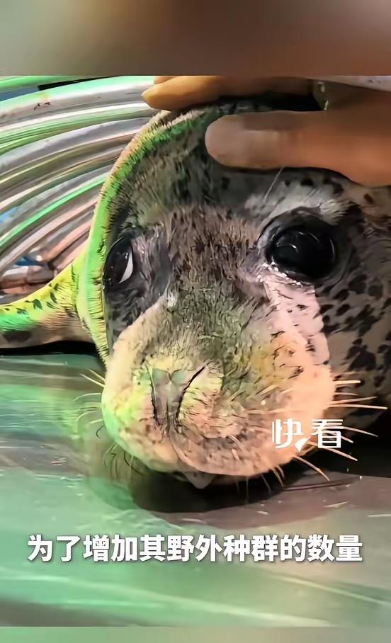 看哭了！斑海豹放归前落泪，饲养员哽咽叮嘱：游错了姥爷接你回家近日，辽宁大连