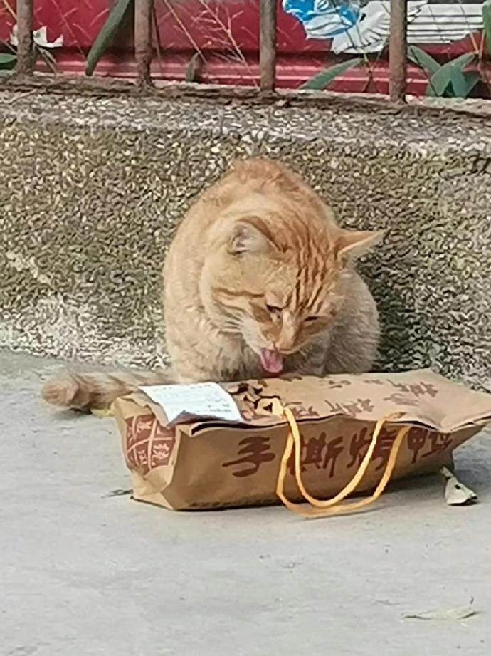 🐱：猫猫我啊今天不用饿肚子了