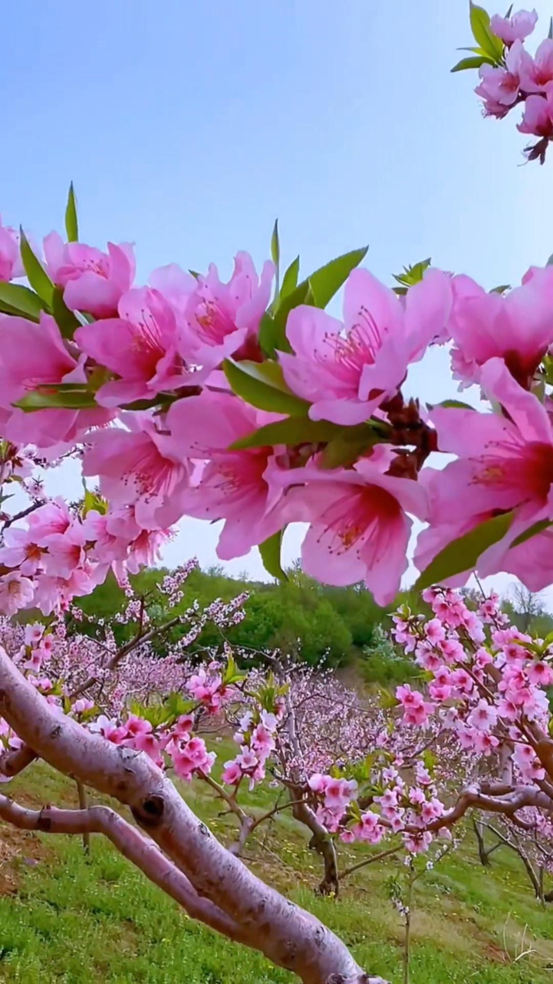 四时清欢春阳暖照时，桃枝缀雪，粉瓣轻飏，风过处皆是沁人甜香，执伞穿行其间，