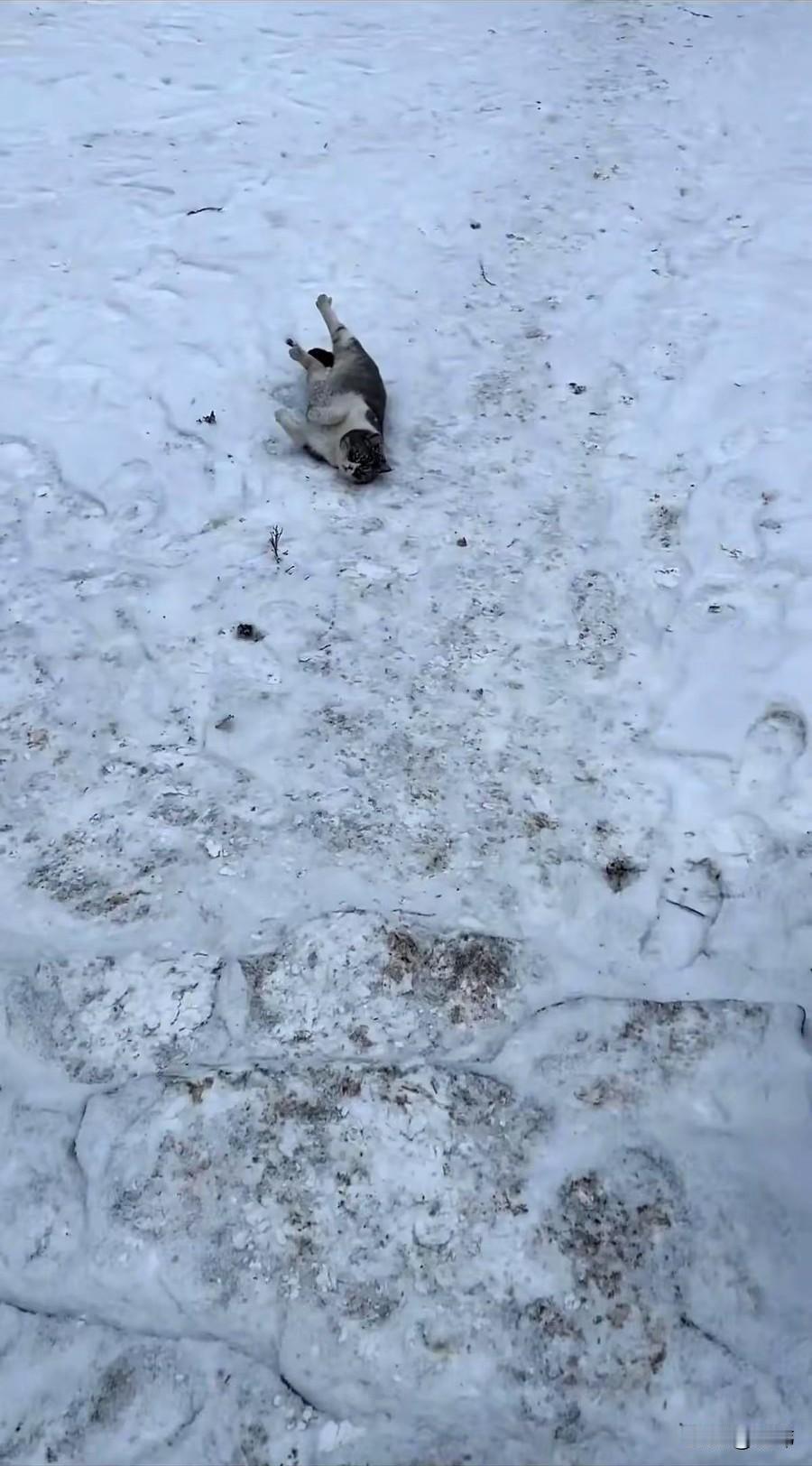 太可怜了！一位阿姨养了一只猫咪，平时就特别宠爱它，它也非常黏阿姨，可就是只要阿姨