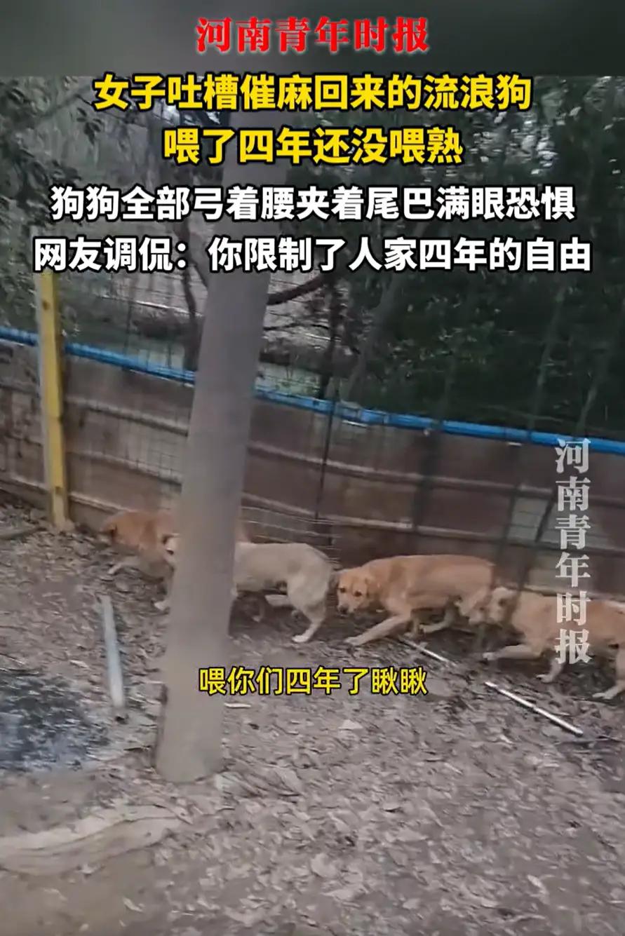 江苏，一女子在网上吐槽，自己吹麻带回了几只流浪狗，可自己养了4年，到现在都没有养