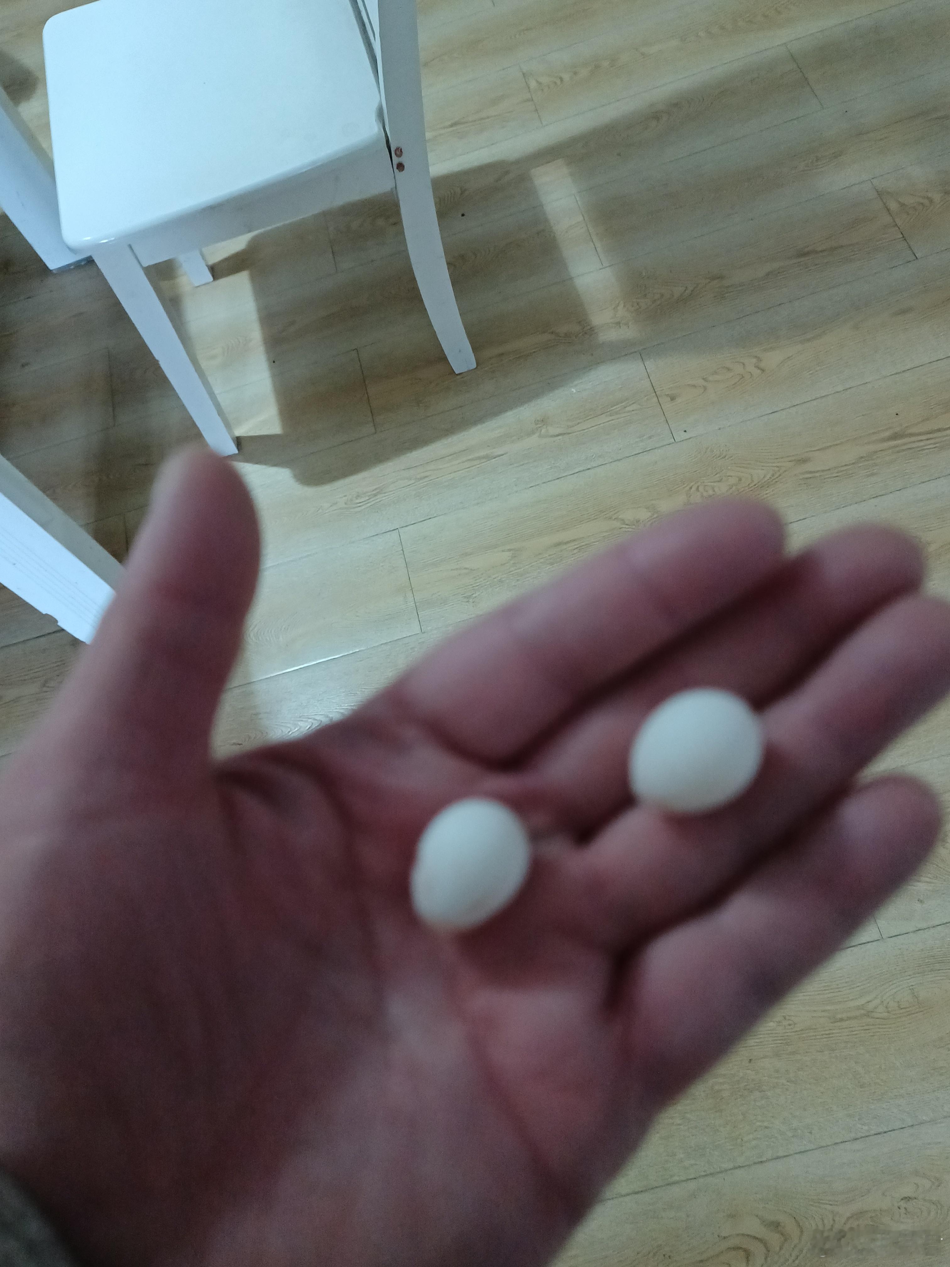 原来两只母鹦鹉也会踩背，同样会生蛋，动物世界真的奇妙。。。