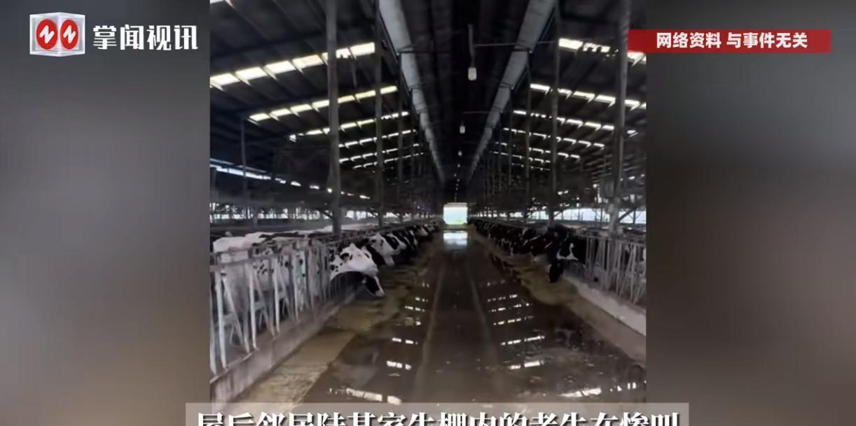 “悲剧！”河南南阳，一68岁老汉在暴雨天见隔壁邻居家的牛快淹死了，便上前要解开牛