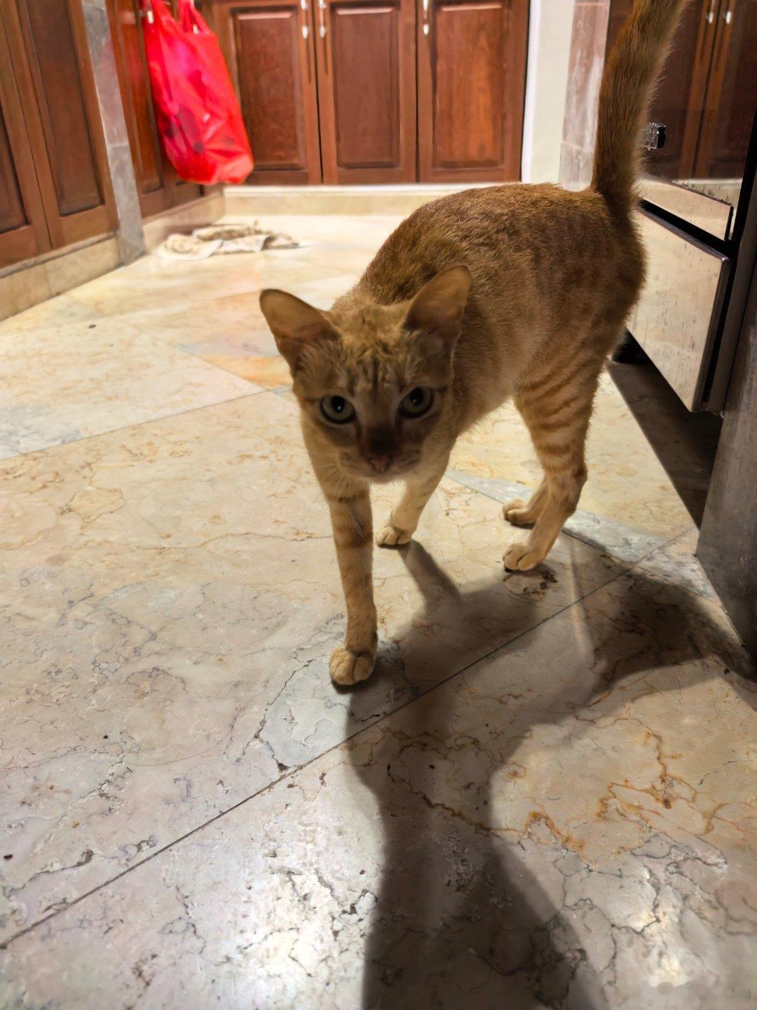 下午的时候家里来客人，一只肚子有点大的小黄猫。肚子有点大，感觉像要生宝宝的样子。