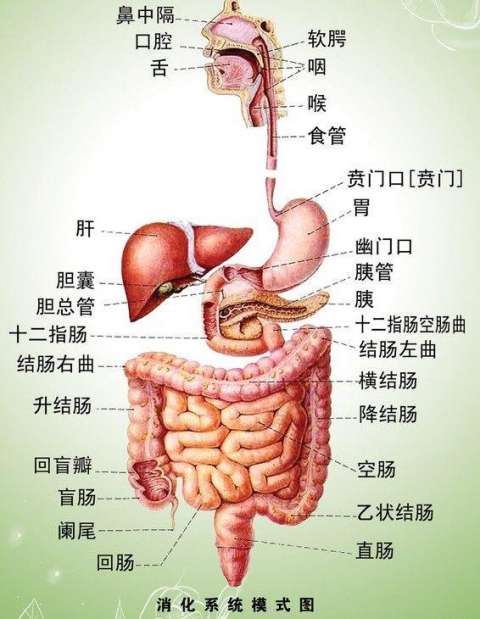 消化系统生理